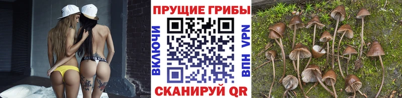 Галлюциногенные грибы Psilocybe  цены наркотик  Тырныауз 